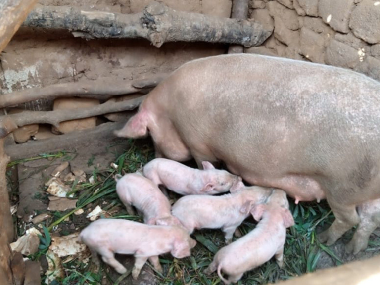 The New Times: How Pig Farming is Enabling Rural Communities to Fight ...